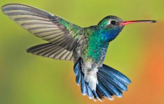HUMMINGBIRD 蜂鸟 歌词