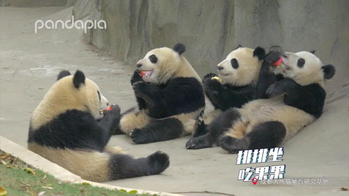 为啥四川健康码旅游熊猫不去别的地方呢?
