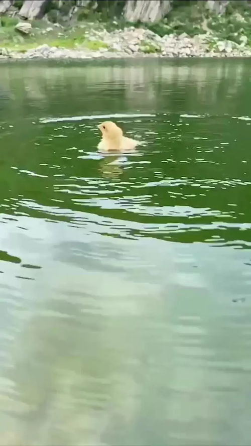鸡会游泳吗百度百科，黑水鸡会游泳吗
