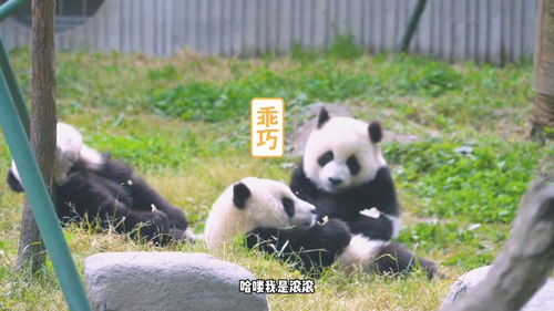 旅行熊猫游戏，大美四川旅行熊猫
