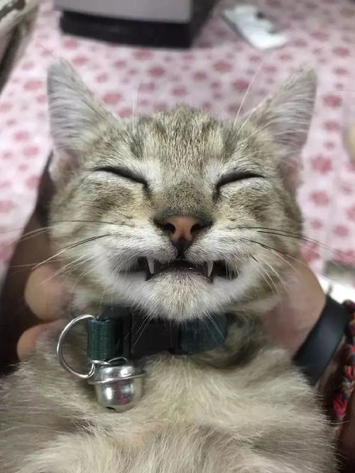 吸血猫 动漫，吸血猫妖