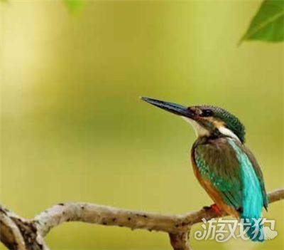 阴阳师寻找现世式神信物都是什么呢