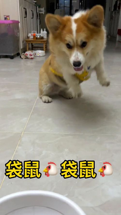 叮咚鸡是啥意思