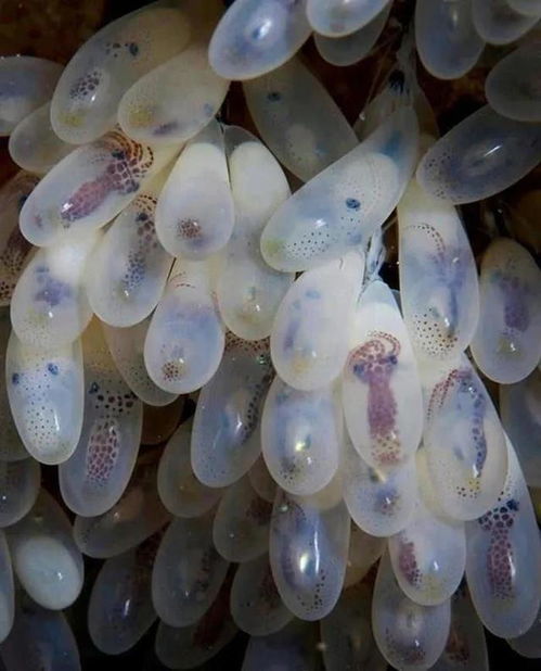 章鱼卵简笔画，章鱼卵图片