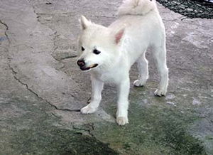 狐狸犬的眼睛为什么会对人产生催眠影响?