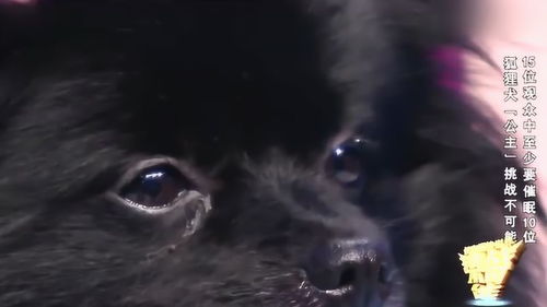狐狸犬催眠是真的吗，狐狸犬催眠术是真的吗