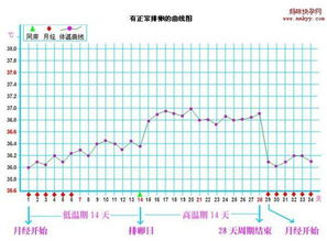 基础体温表格免费下载，基础体温表格范本