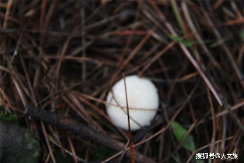白得什么填空，白得什么四字词语