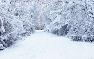 tvb版西游记二朗神和雪精是什么关系?