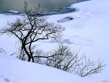 雪精灵，雪精是怎么回事啊