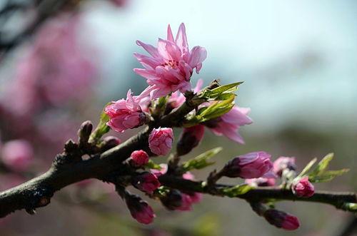 碧桃花图片，碧桃花语