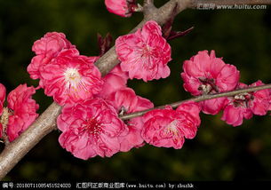 碧桃的花语是什么