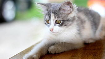 地头猫星河蜉蝣，地头猫小说全文免费阅读