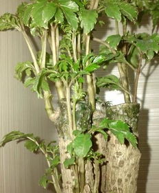 未鉴定过的植物能交到多少声望，未鉴定过的植物为啥不能交