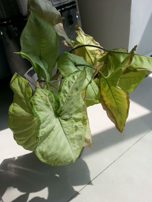 WOW远征军的声望物品"未鉴定过的植物"哪里交?