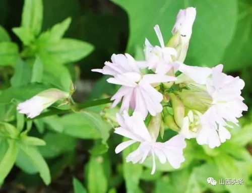 肥皂草叶提取物是皂基吗