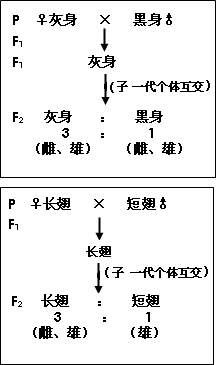 男娃什么时间为最佳长生体时间