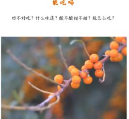 蚂蚁森林沙棘汁，蚂蚁森林沙棘什么时候上线