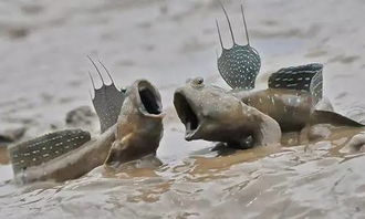 海鲜种类图片及名称