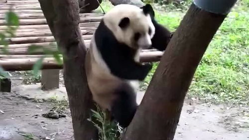 熊猫智商高吗,熊猫智商排名第几