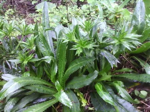 香信和香菇的区别?