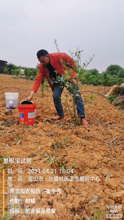 加农炮，加农多夫和盖侬