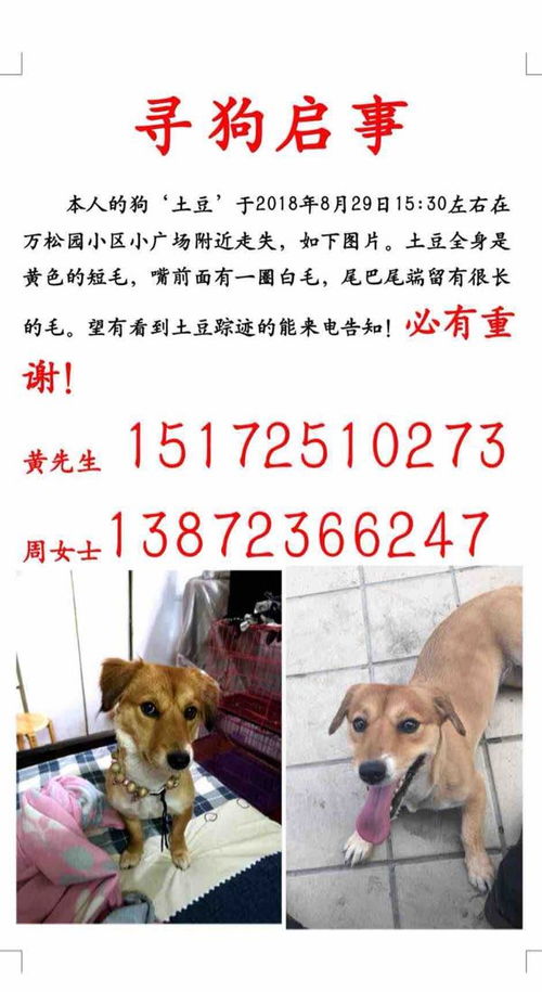 寻狗启事标准范文,寻狗启事作文