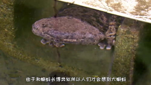 大蝌蚪是什么品种?