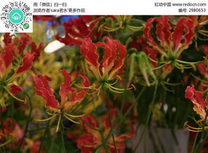 火焰花的寓意和象征,火焰花女王