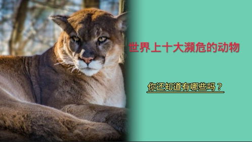 濒危动物英文,濒危动物保护的意义