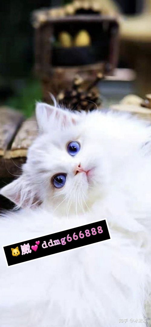 海双布偶猫和蓝双布偶猫的区别,海双跟蓝双的区别