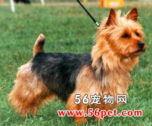 澳大利亚梗的介绍