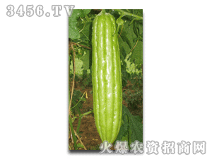 油瓜图片,油瓜子