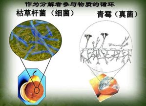 分解者有哪些,分解者将什么分解成什么